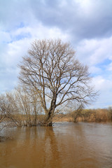 big oak in brown water