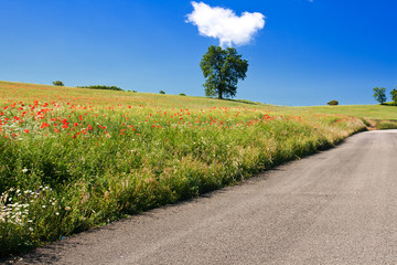 Blühendes Mohnfeld in den Marken, Italien