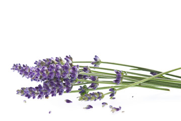 Lavendel