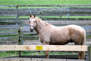 Horse at Fence XI