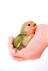 jeune inséparable dans un main