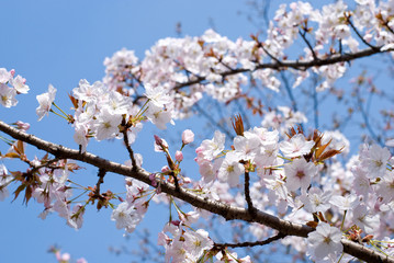 山桜の花