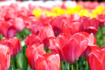 チューリップのお花畑