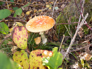 roter Fliegenpilz - Amanita muscaria