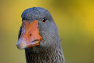 Portrait of the head of a grey goose
