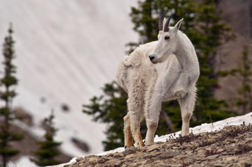 Mountain Goat