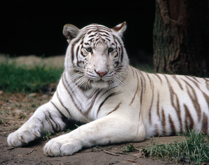 Tiger_115712