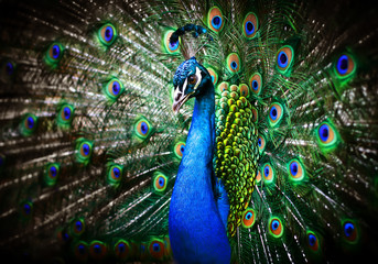 Fototapeta na wymiar Beautiful peacock