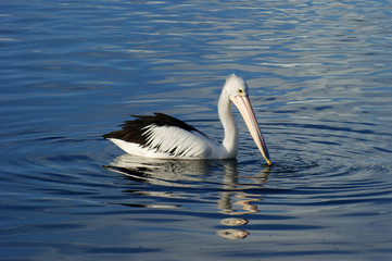 Pelican