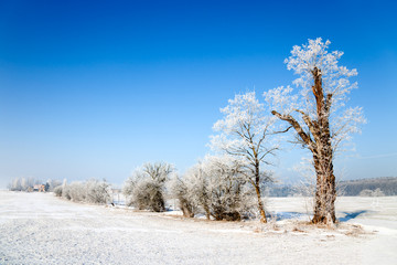 Winterlandschaft mit Bäumen