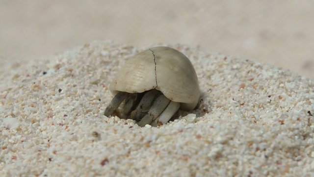 Kleine Krabbe am Strand