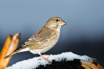 Grünling (Carduelis chloris), auch Grünfink
