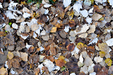 Old leafs on ground