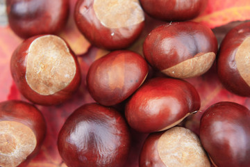 châtaignes de novembre