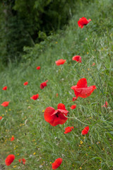 red poppy