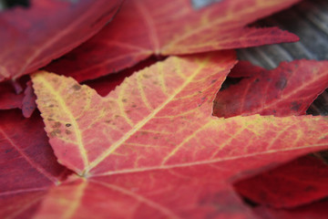 Fototapeta premium texture d'érable