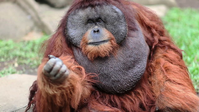 big male orangutan begging for food