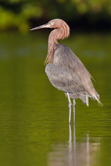 Reiher  steht im Wasser