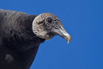 Geier Portrait