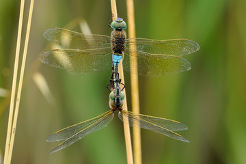 Dragonfly love