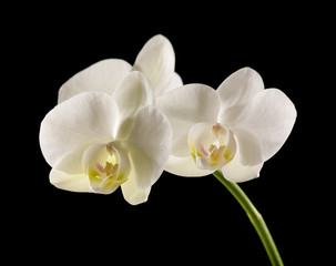 white backlit phalaenopsis orchid isolated on black
