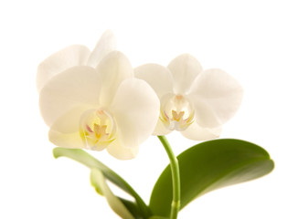 Obraz na płótnie Canvas white phalaenopsis orchid stem; isolated on white