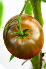 Black Krim -- Ukrainian heirloom tomato