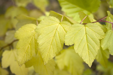Yellow leaves on branch. Closeup