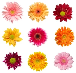 Zelfklevend Fotobehang Gerbera bloem natuur tuin plantkunde madeliefje bloeien