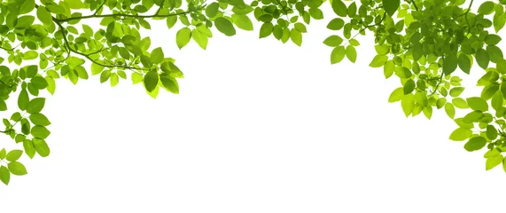 Poster Grens met groene bladeren © tanatat