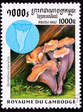 Cambodian Stamp Pig's Ears Mushroom Gomphus Clavatus Chanterelle