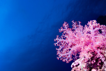 Pink soft coral polyps on the reef on a blue water background