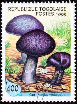Togo Stamp Fungus Violet Webcap Mushroom Cortinarius Violaceus