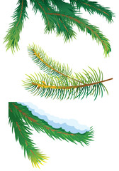 Set of fir tree branches, vector illustration