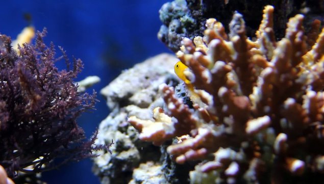 Koralle, ein optimales Fischversteck für kleine gelbe Feiglinge