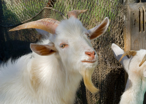 Goat 7