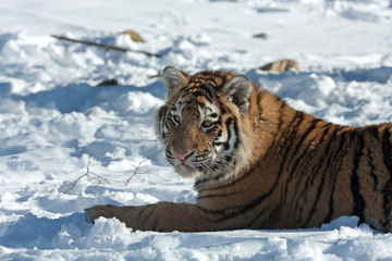 Amur Tiger