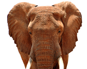 Fototapeta na wymiar Freigestellter Elephant