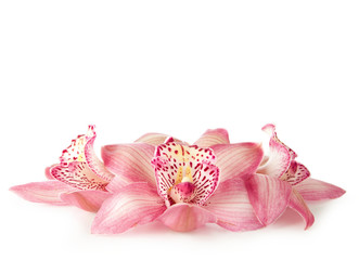 Fototapeta na wymiar pink orchid on white
