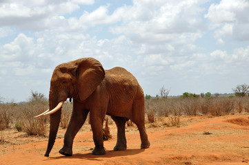 Fototapeta na wymiar Lone Elephant w stepie