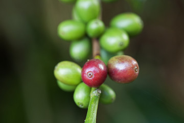Coffee beans ripening on plant