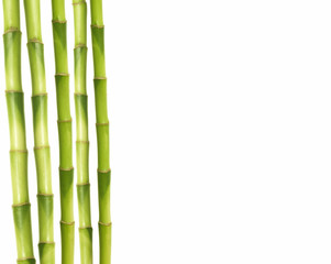 Fototapeta na wymiar bamboo stems
