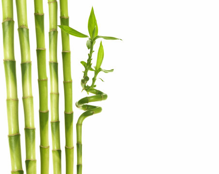 young bamboo