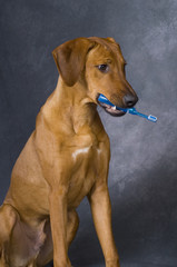 dog with toothbrush in muzzle