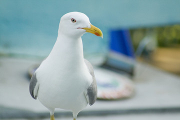 seagull