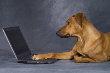 dog working on laptop