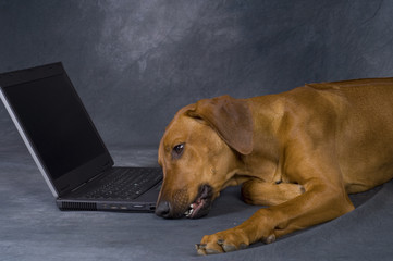 young dog with computer