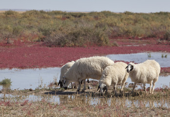 Fototapeta premium Sheep on the prairie