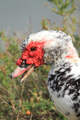 Pato criollo, pato mudo o pato almizclado