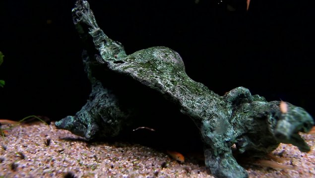 Typische Auariumfische